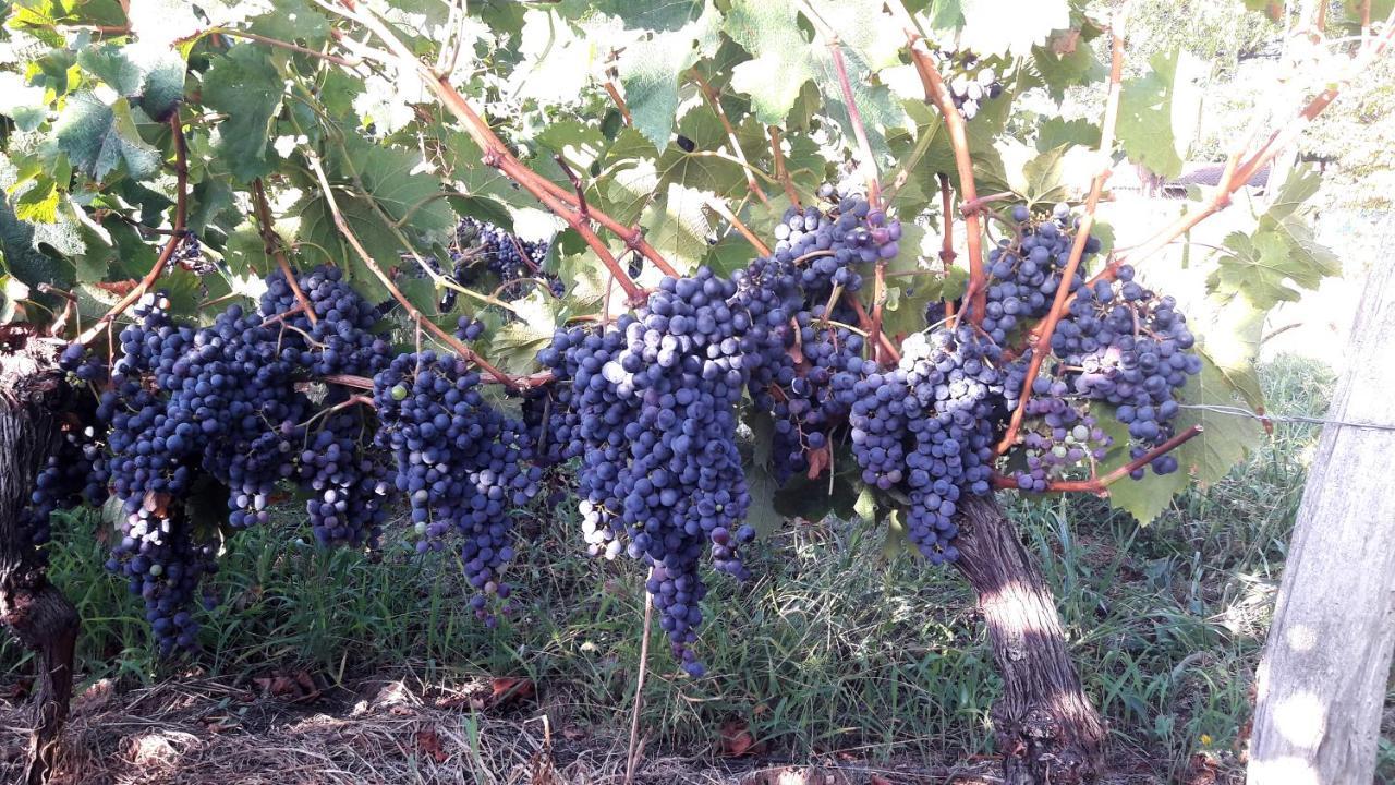 Le Clos D'Almide Monestier  Kültér fotó